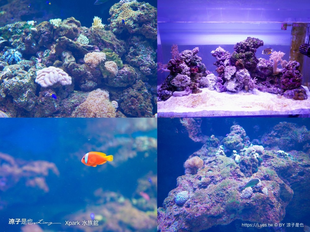 xpark水族館 門票優惠 桃園 親子景點 最新攻略 必看展區 美食餐廳 交通 停車 住宿