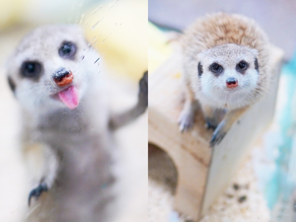 正實親子農場 門票 彰化 親子景點 撿雞蛋 氣墊樂園 溜滑梯 免費 餵小動物體驗 沙坑