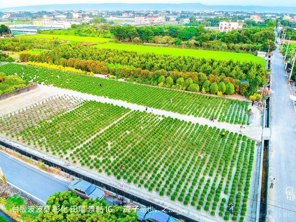 台版波波草 彰化 田尾 景點 ig