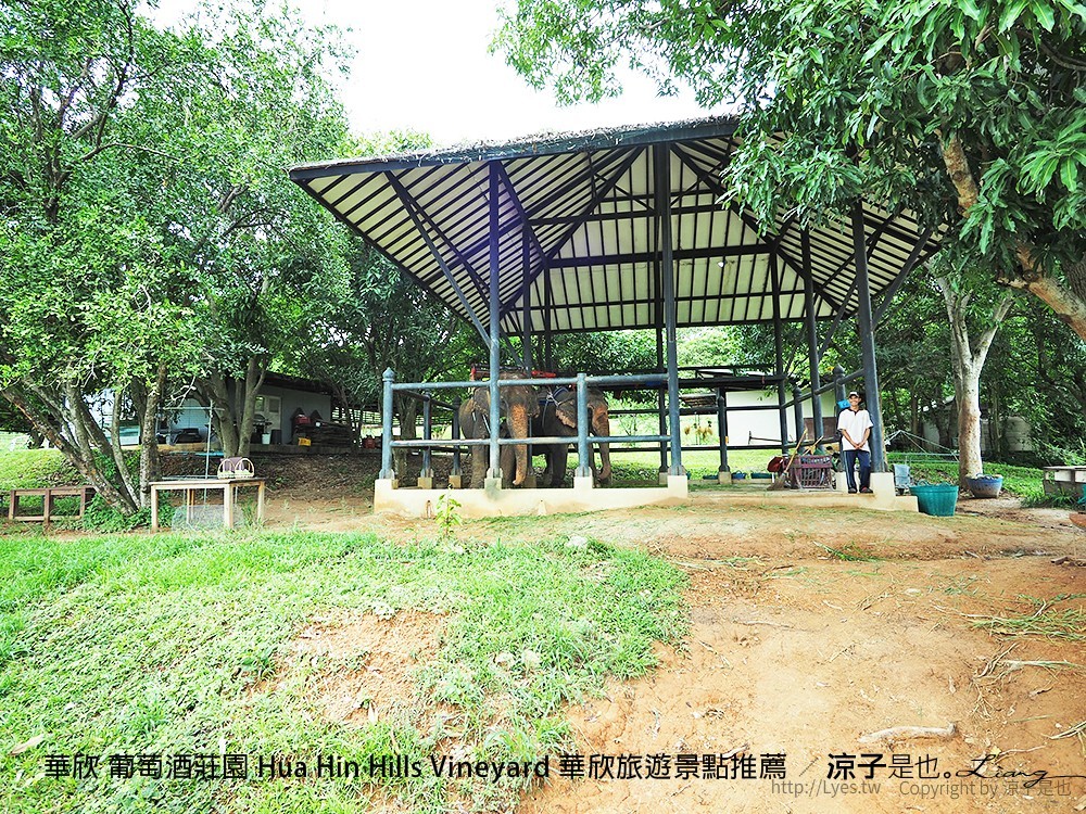 華欣 葡萄酒莊園 Hua Hin Hills Vineyard 華欣旅遊景點推薦
