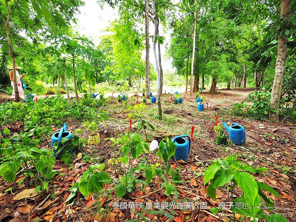 泰國華欣 農業觀光推廣公園