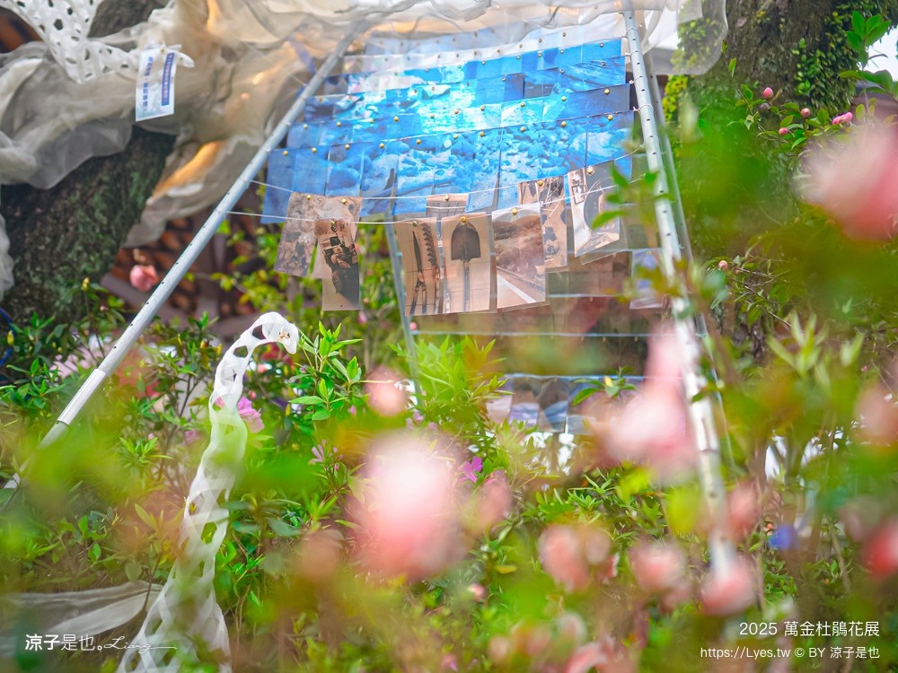 萬金杜鵑花展2025 金山中山溫泉公園 新北景點 北海岸活動 交通 展期 花藝造景 打卡必拍 懶人包