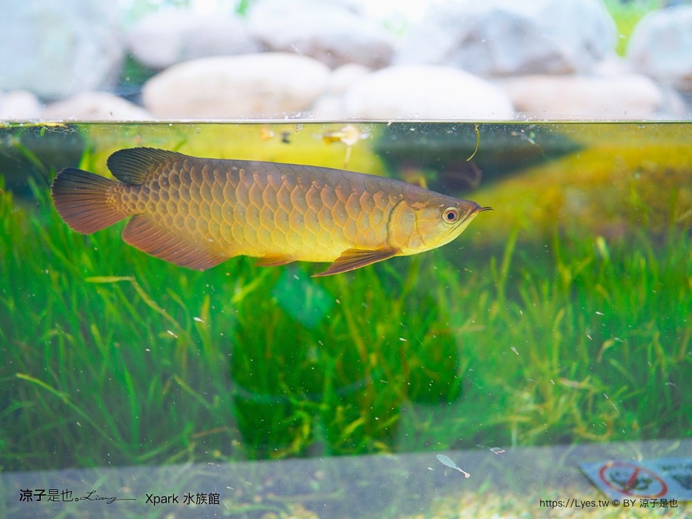 xpark水族館 門票優惠 桃園 親子景點 最新攻略 必看展區 美食餐廳 交通 停車 住宿