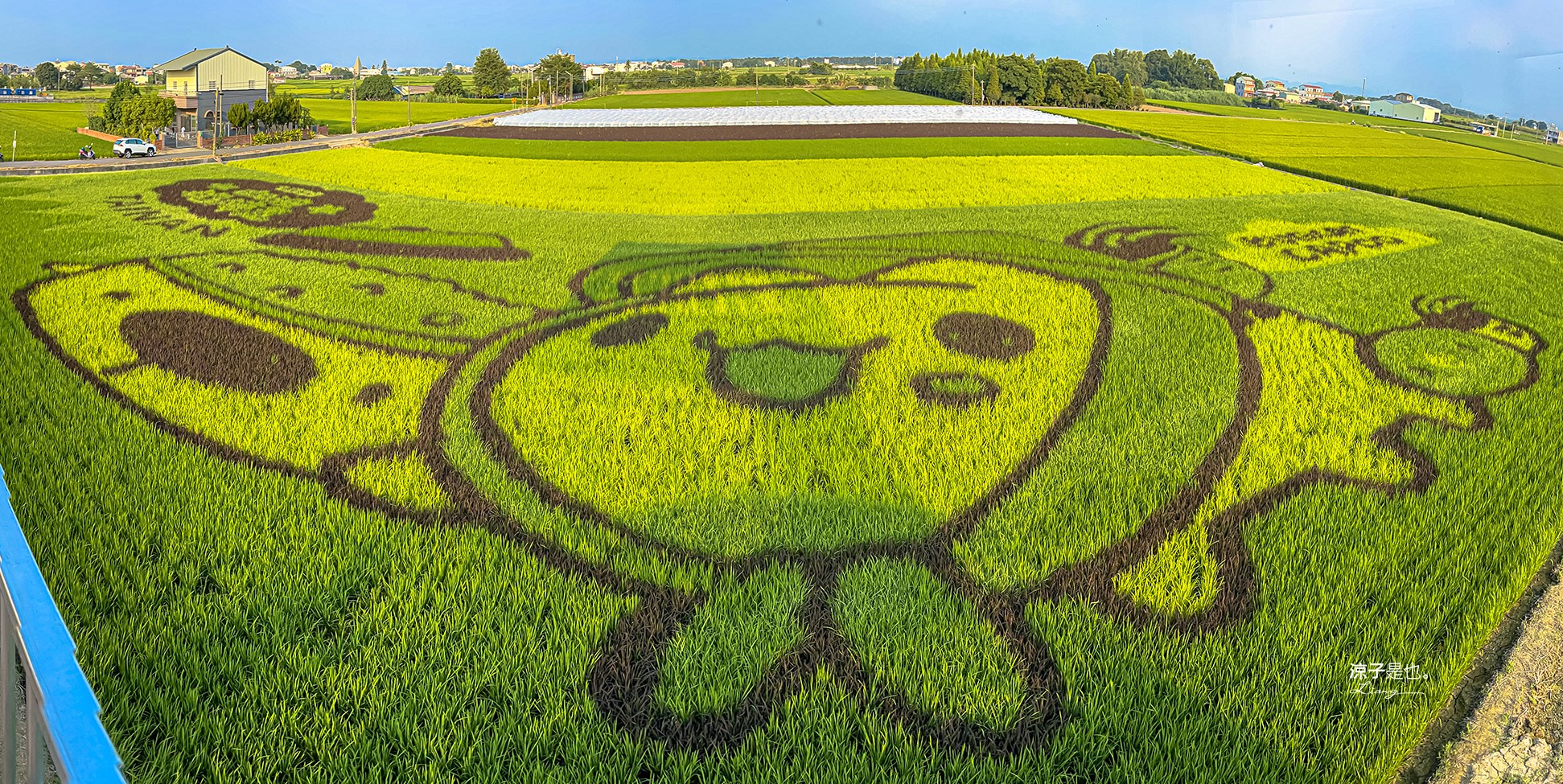 2022台南好米季 台南後壁景點 稻田彩繪 貓貓蟲咖波 稻陣走健走活動 網美打卡 親子景點