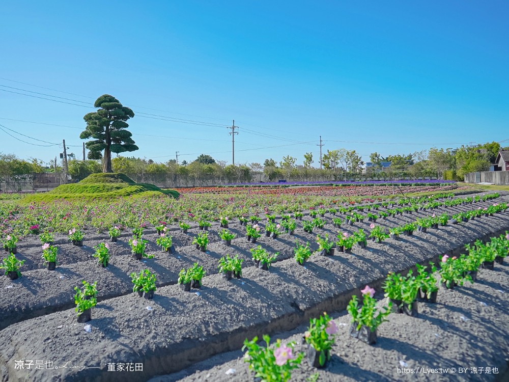 董家花田 菜單 門票 景點 彰化景點 田尾景觀餐廳 花海 戶外野餐 咖啡 交通