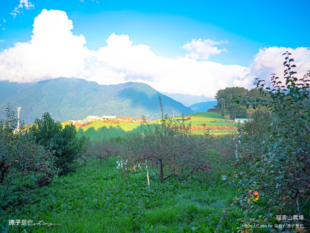 福壽山農場 民宿房型 住宿 露營 蘋果