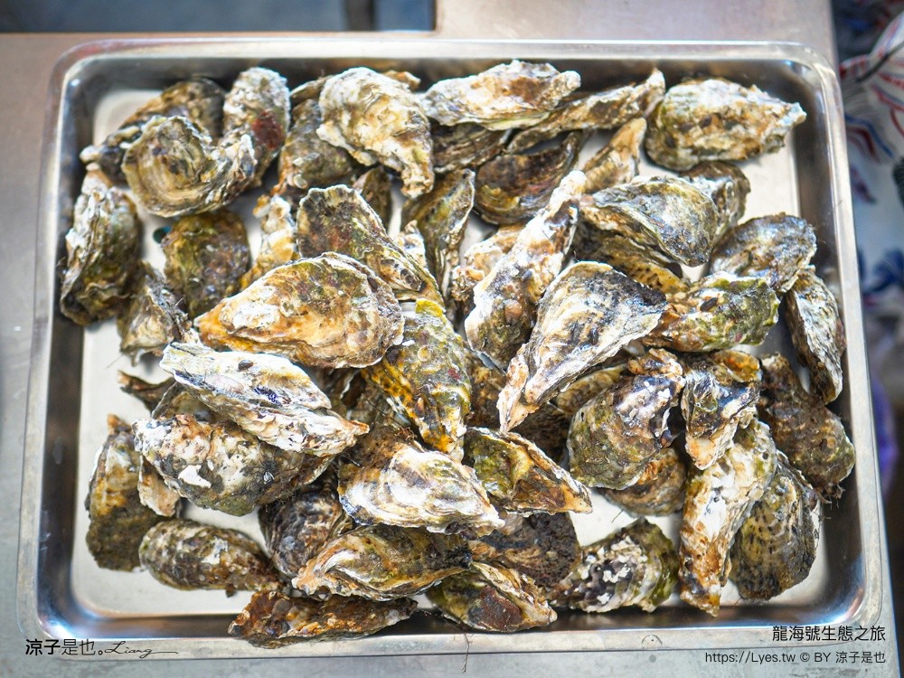 龍海號生態之旅 台南七股景點 台南景點 烤蚵吃到飽 親子景點 台南生態旅遊