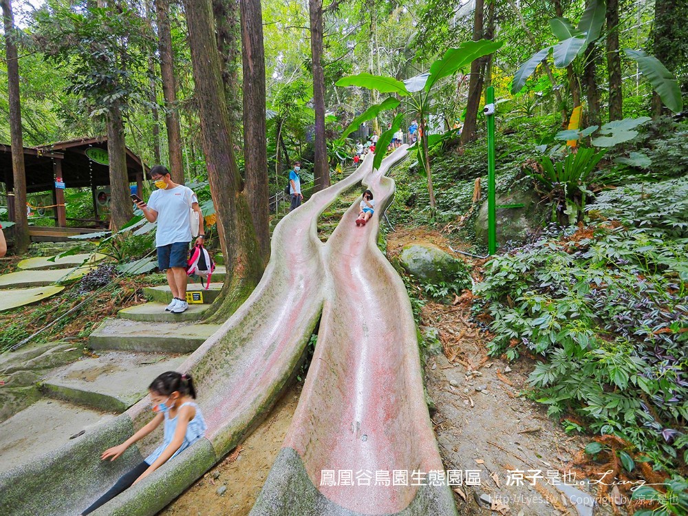鳳凰谷鳥園生態園區 南投 親子景點 森林溜滑梯 賞鳥 DIY 鹿谷 步道 吊橋 瀑布