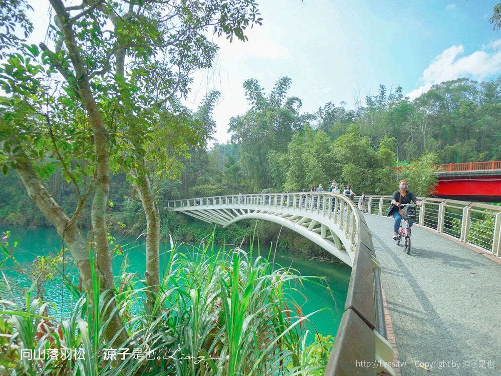 向山落羽松 日月潭自行車道 湖畔 落羽松步道 日月潭景點推薦 IG打卡 南投親子
