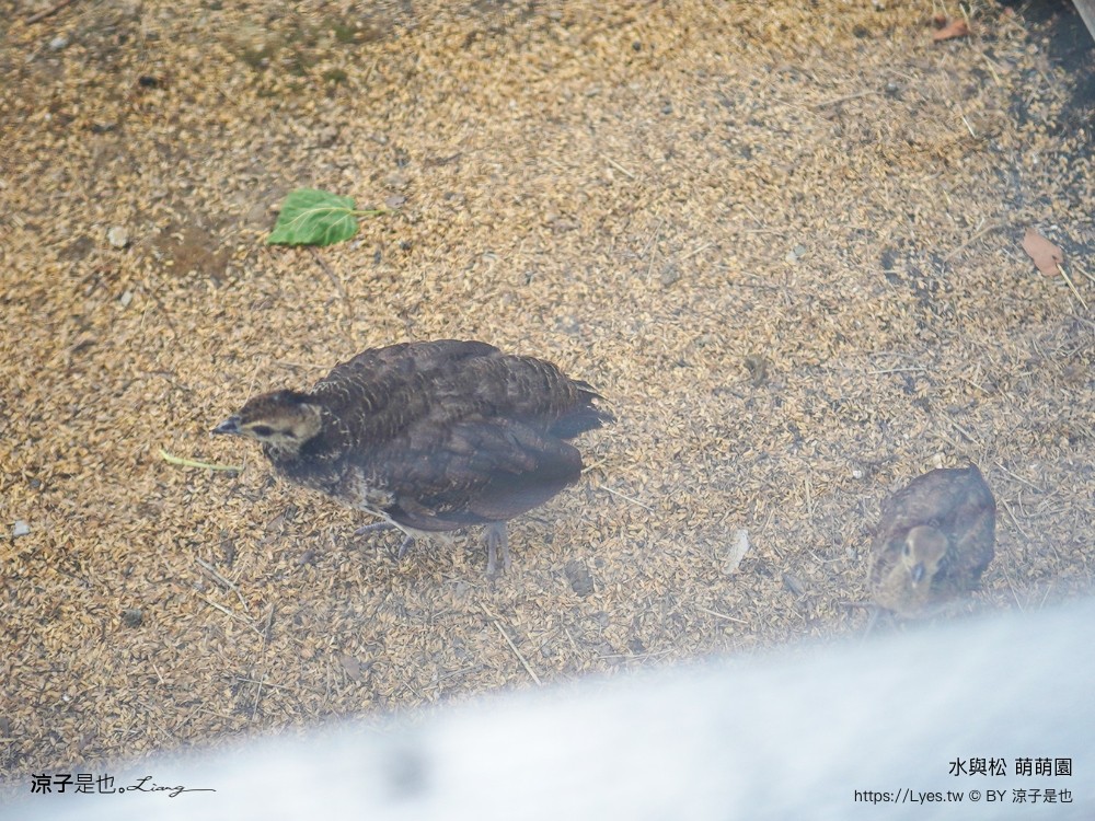 水與松萌萌園 門票 埔里 親子景點 動物園 埔里一日遊推薦 南投農場 羊駝 水豚君 南投景點