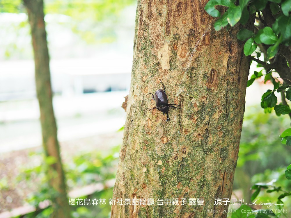 新社景點-櫻花鳥森林 迷你小火車x溜滑梯戲水區x鸚鵡放飛秀x露營 不止花好拍 親子旅遊也好玩！