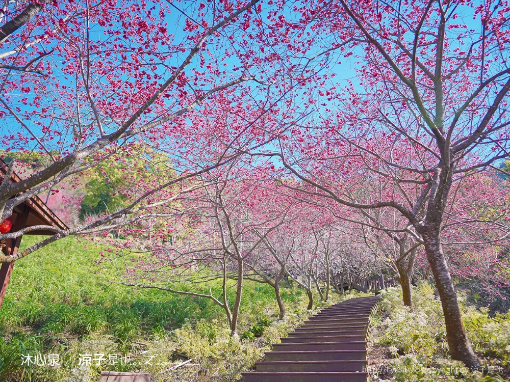 沐心泉休閒農場 2022 櫻花花況 票價 台中景點 預約 新社 親子景點 接泊車 白雪木 黃金楓