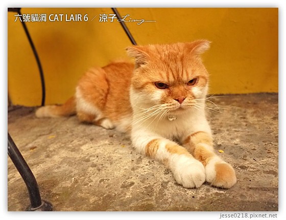 六號貓洞 CAT LAIR 6 8
