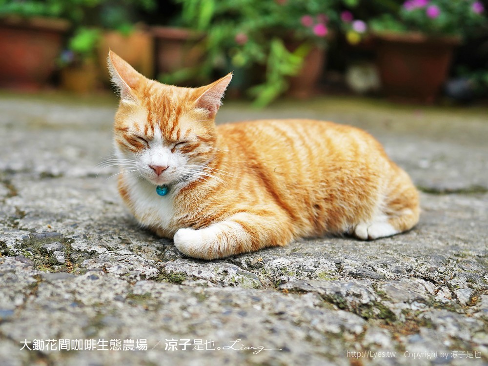 大鋤花間 咖啡生態農場 菜單 台南景點 台南東山175咖啡公路 咖啡館 景觀餐廳