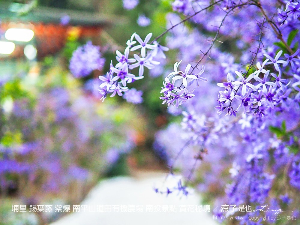 埔里 錫葉藤 紫爆 南平山道田有機農場 南投景點 賞花秘境