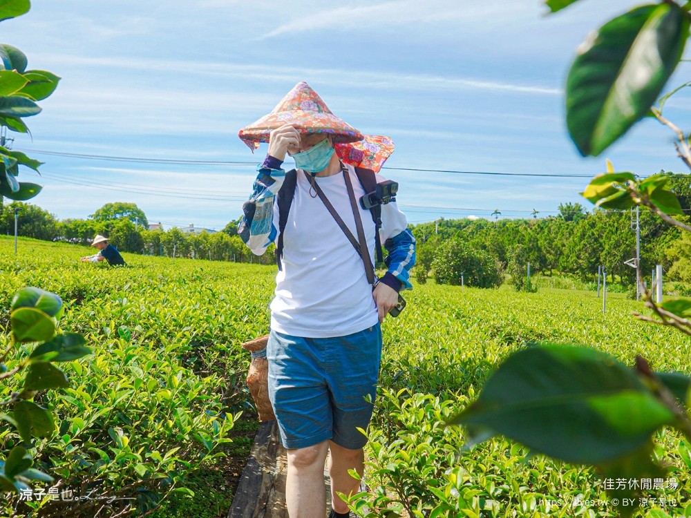佳芳休閒茶園 台東景點 親子景點 初鹿景點 有機茶園 台東採茶 台東茶園 蛋捲diy體驗 台東一日遊