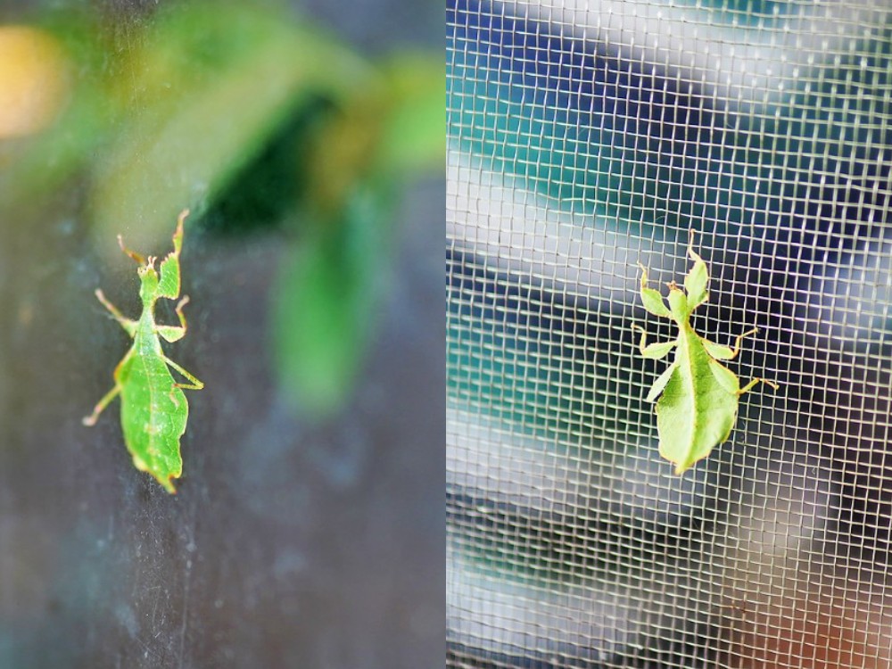 南投埔里-木生昆蟲博物館 蝴蝶小鎮生態休閒園區 專業導覽帶小孩親近蝴蝶昆蟲 埔里親子景點