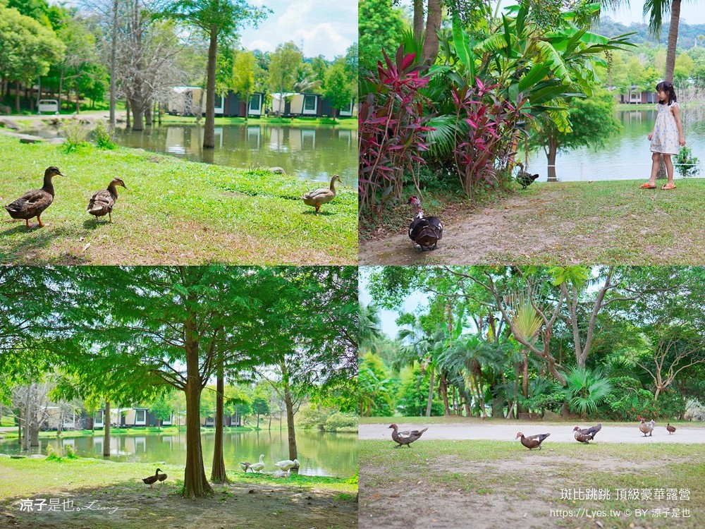 斑比跳跳 苗栗住宿 三灣棕櫚灣 頂級豪華 苗栗親子景點 露營車房型 價位優惠 評價