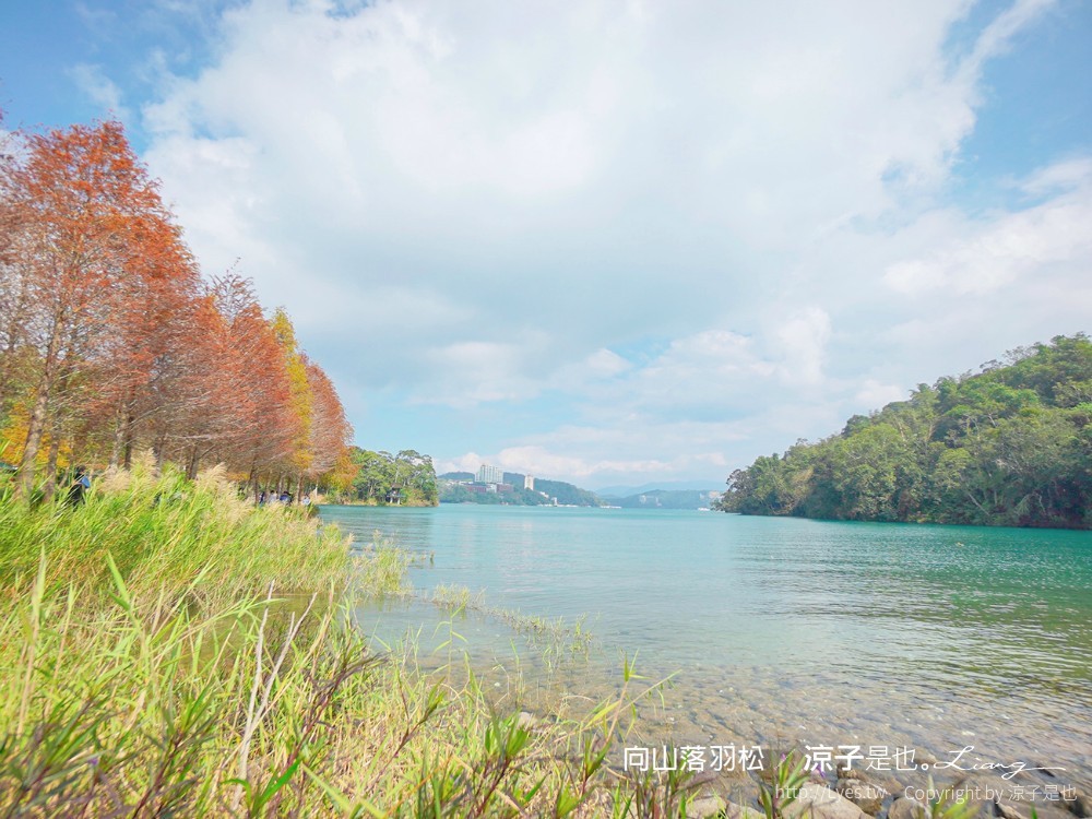 向山落羽松 日月潭自行車道 湖畔 落羽松步道 日月潭景點推薦 IG打卡 南投親子