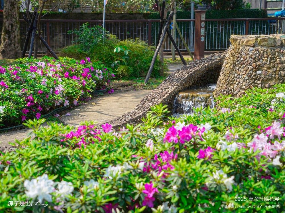 萬金杜鵑花展2025 金山中山溫泉公園 新北景點 北海岸活動 交通 展期 花藝造景 打卡必拍 懶人包