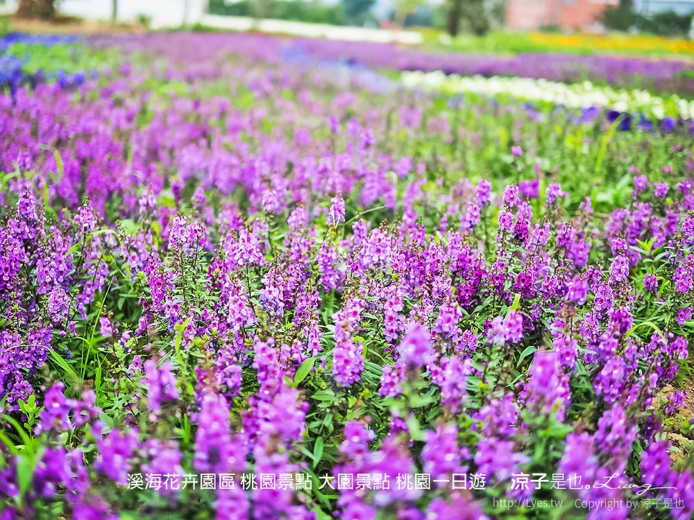 溪海休閒農業區 溪海花卉園區 桃園景點 大園景點 桃園一日遊