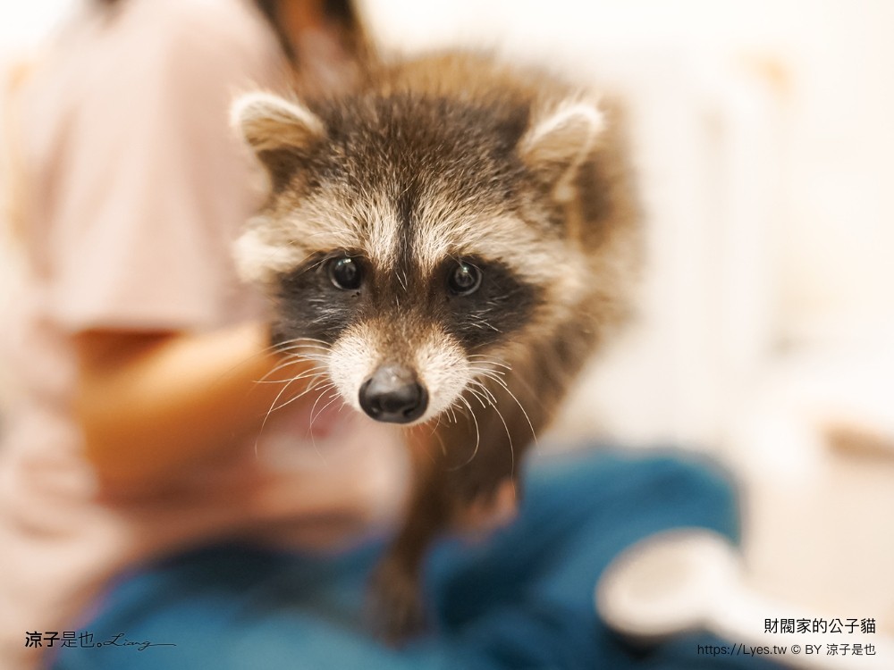 財閥家的公子貓 台南擼貓咖啡廳 台南景點推薦 狐獴 台南親子景點 室內景點 貓咪咖啡館 浣熊 狐獴 袋鼠 球蟒 雪貂 守宮