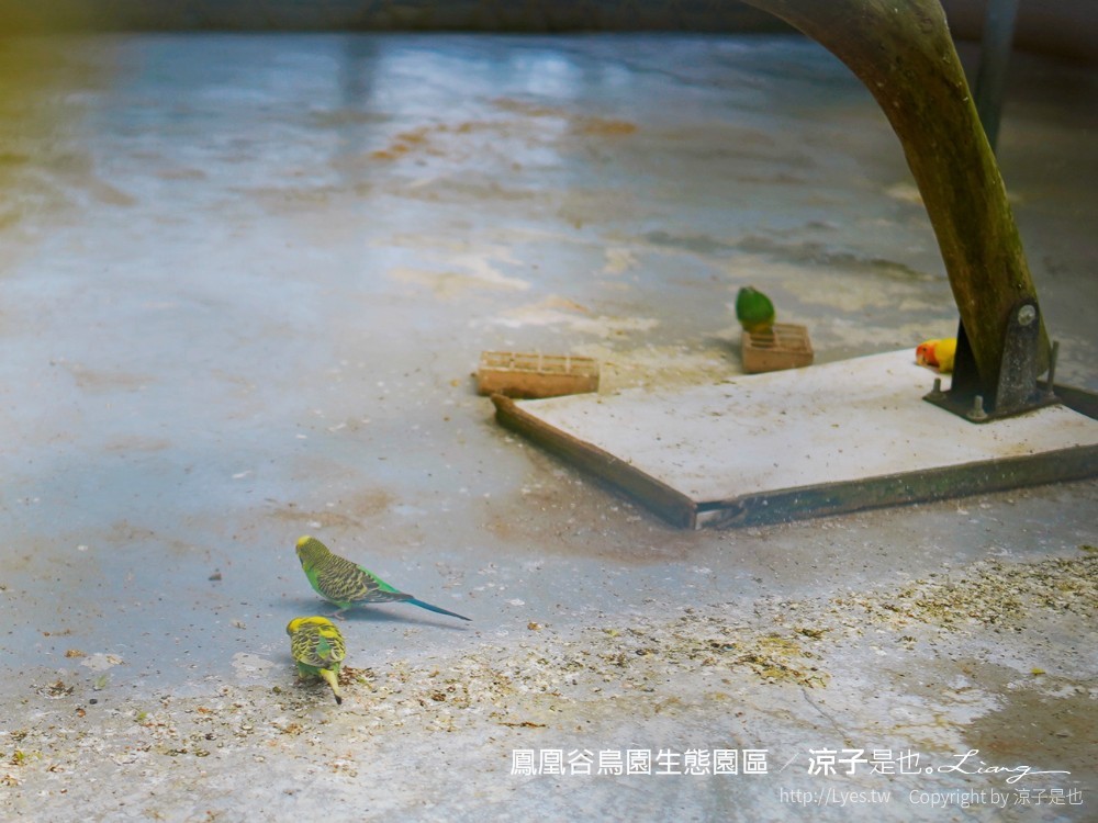 鳳凰谷鳥園生態園區 南投 親子景點 森林溜滑梯 賞鳥 DIY 鹿谷 步道 吊橋 瀑布