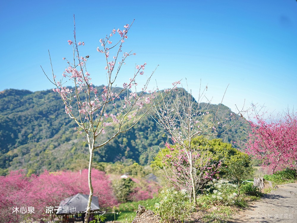 沐心泉休閒農場 2022 櫻花花況 票價 台中景點 預約 新社 親子景點 接泊車 白雪木 黃金楓