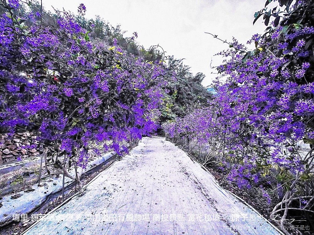 埔里 錫葉藤 紫爆 南平山道田有機農場 南投景點 賞花秘境