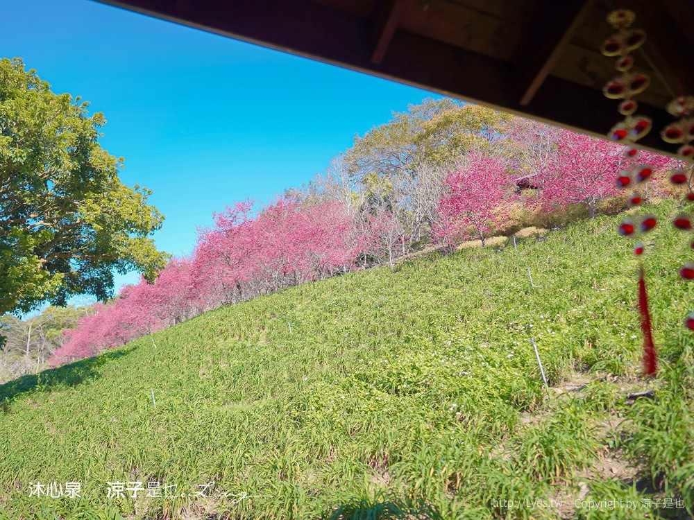 沐心泉休閒農場 2022 櫻花花況 票價 台中景點 預約 新社 親子景點 接泊車 白雪木 黃金楓