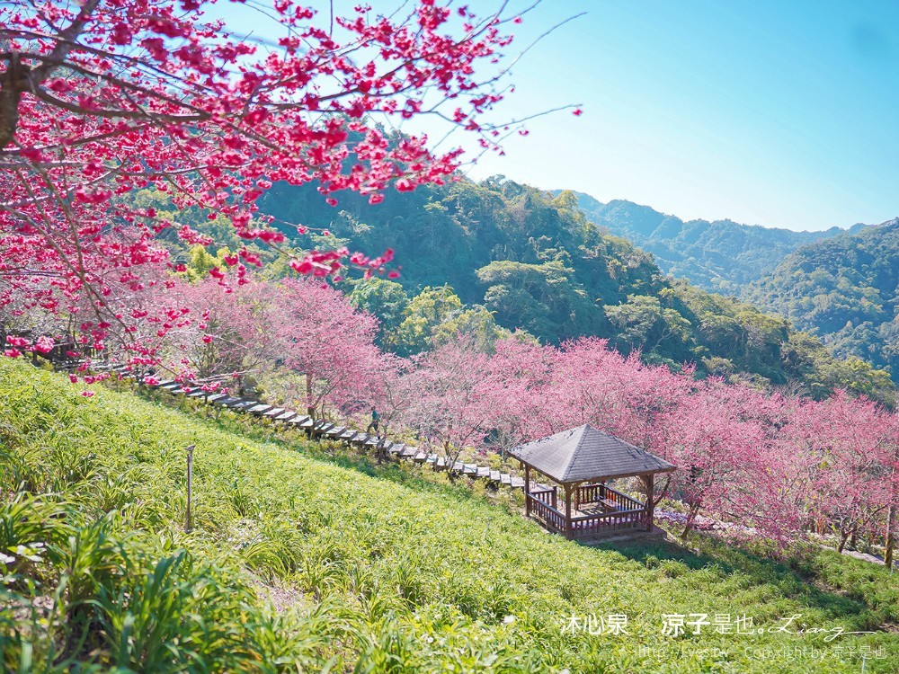 沐心泉休閒農場 2022 櫻花花況 票價 台中景點 預約 新社 親子景點 接泊車 白雪木 黃金楓