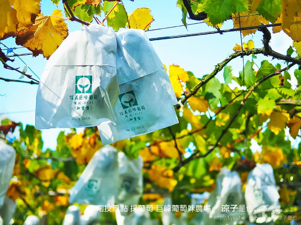 南投景點 採葡萄 巨峰葡萄妹農場