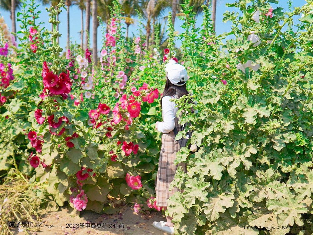 學甲蜀葵花文化節 2023 蜀葵花季 一丈紅迷宮 紫色鼠尾草 季節 花況 交通 學甲景點