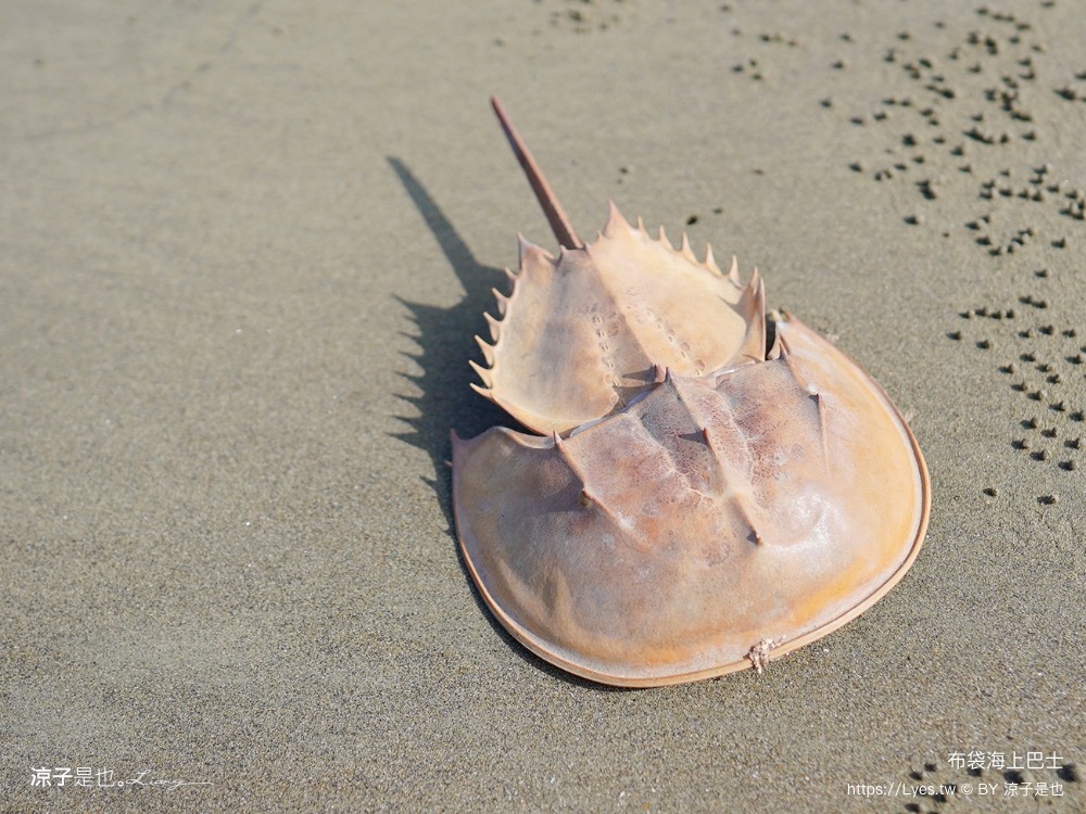 布袋海上巴士 嘉義親子景點 門票價格 蛋糕沙灘 網美拍照打卡 生態導覽