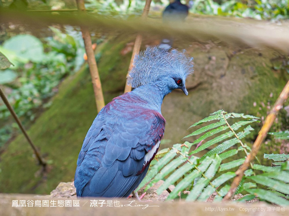 鳳凰谷鳥園生態園區 南投 親子景點 森林溜滑梯 賞鳥 DIY 鹿谷 步道 吊橋 瀑布
