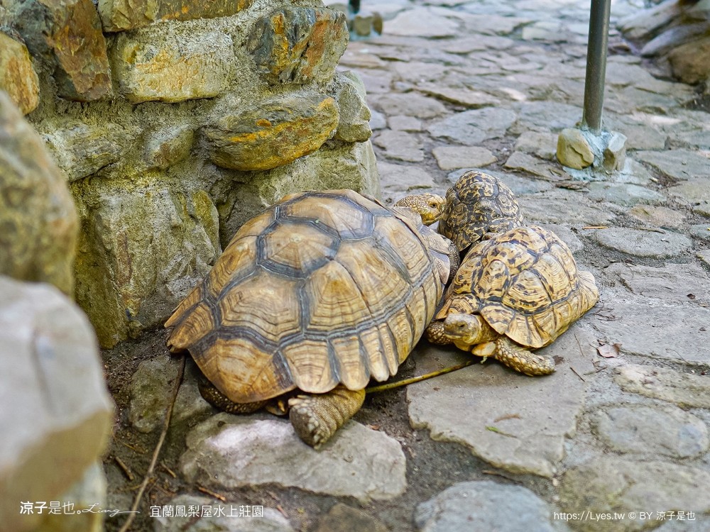 鳳梨屋水上莊 餵羊 早餐 晚餐 帳棚 親子diy