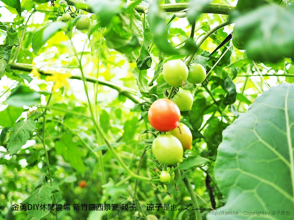金勇DIY休閒農場 新竹關西景點 親子