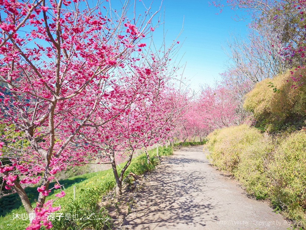 沐心泉休閒農場 2022 櫻花花況 票價 台中景點 預約 新社 親子景點 接泊車 白雪木 黃金楓