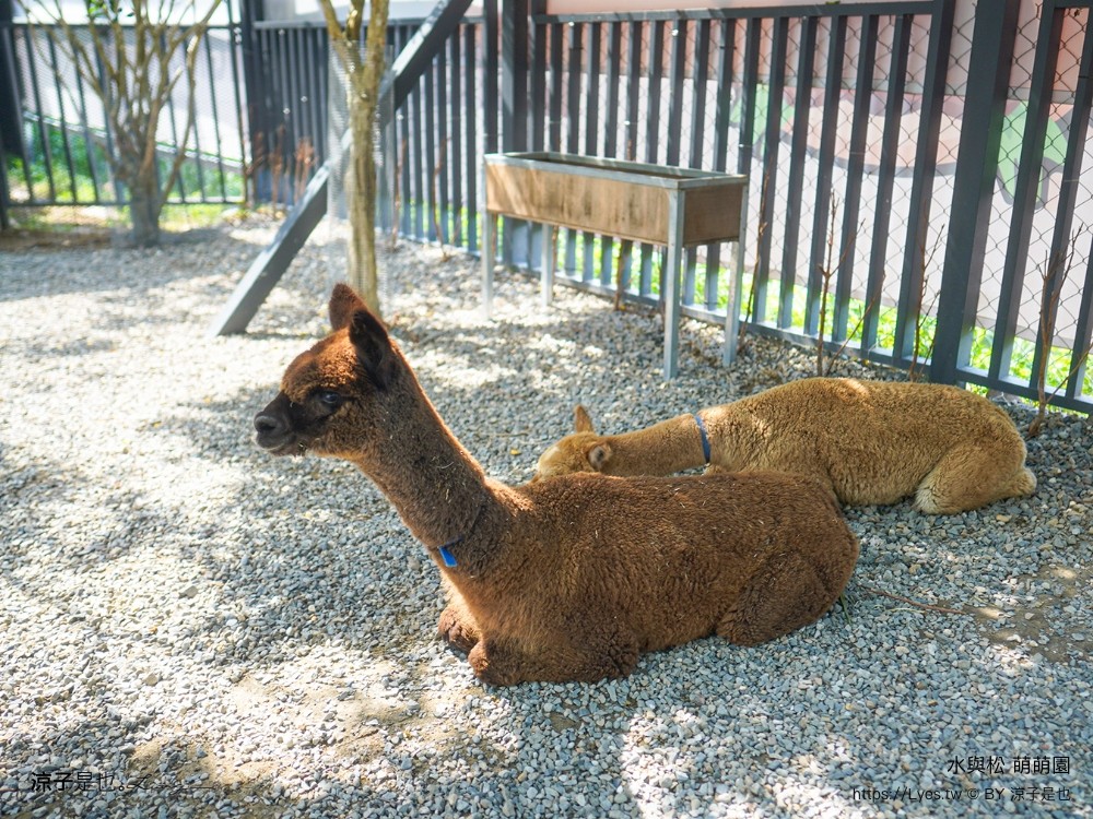 水與松萌萌園 門票 埔里 親子景點 動物園 埔里一日遊推薦 南投農場 羊駝 水豚君 南投景點
