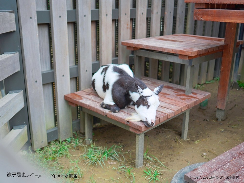 xpark水族館 門票優惠 桃園 親子景點 最新攻略 必看展區 美食餐廳 交通 停車 住宿