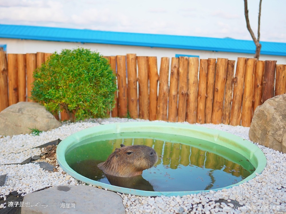 海崖灣 菜單 門票 屏東關山夕陽 墾丁景點 親子景點 墾丁海景 水豚君 草泥馬 笑笑羊