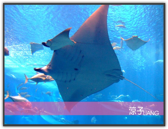水族館08