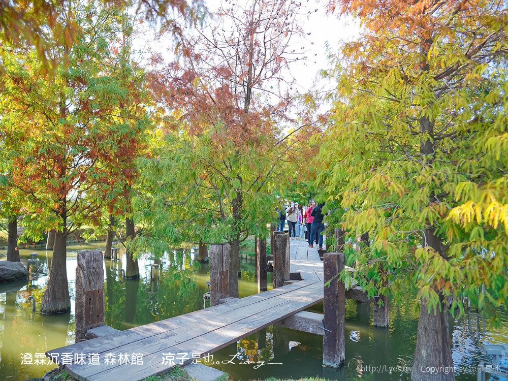 澄霖沉香味道森林館 雲林景點 愛心落羽松 湖畔步道 水之教堂 台版兼六園