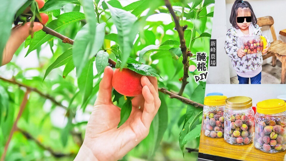 新峰農場 台中新社 醃桃DIY 日光溫泉