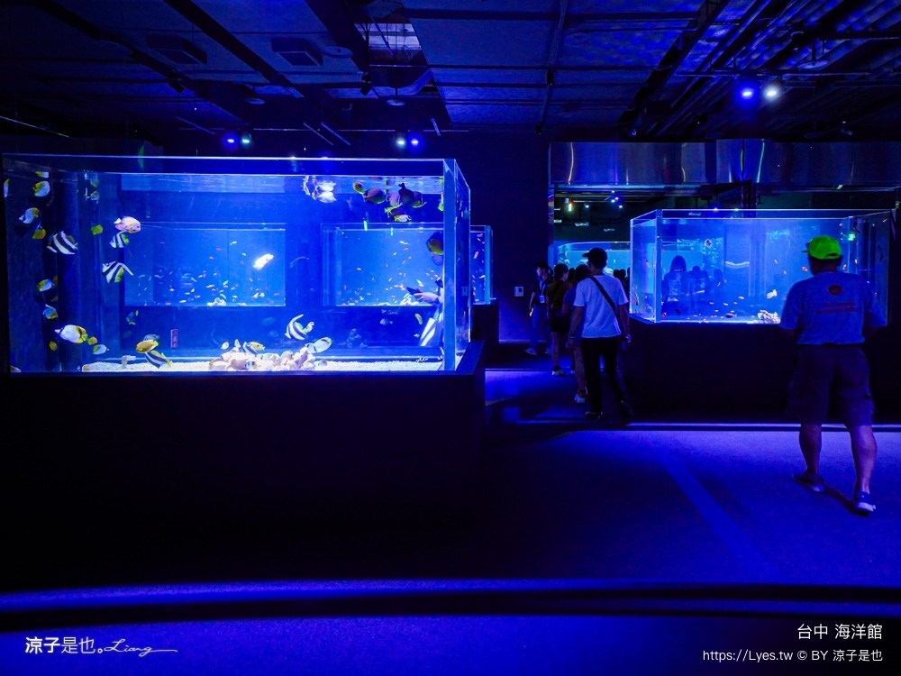 台中海洋館 門票優惠 交通 八大展區 免費票 台中親子景點 台中景點推薦 懶人包 攻略 必看特色