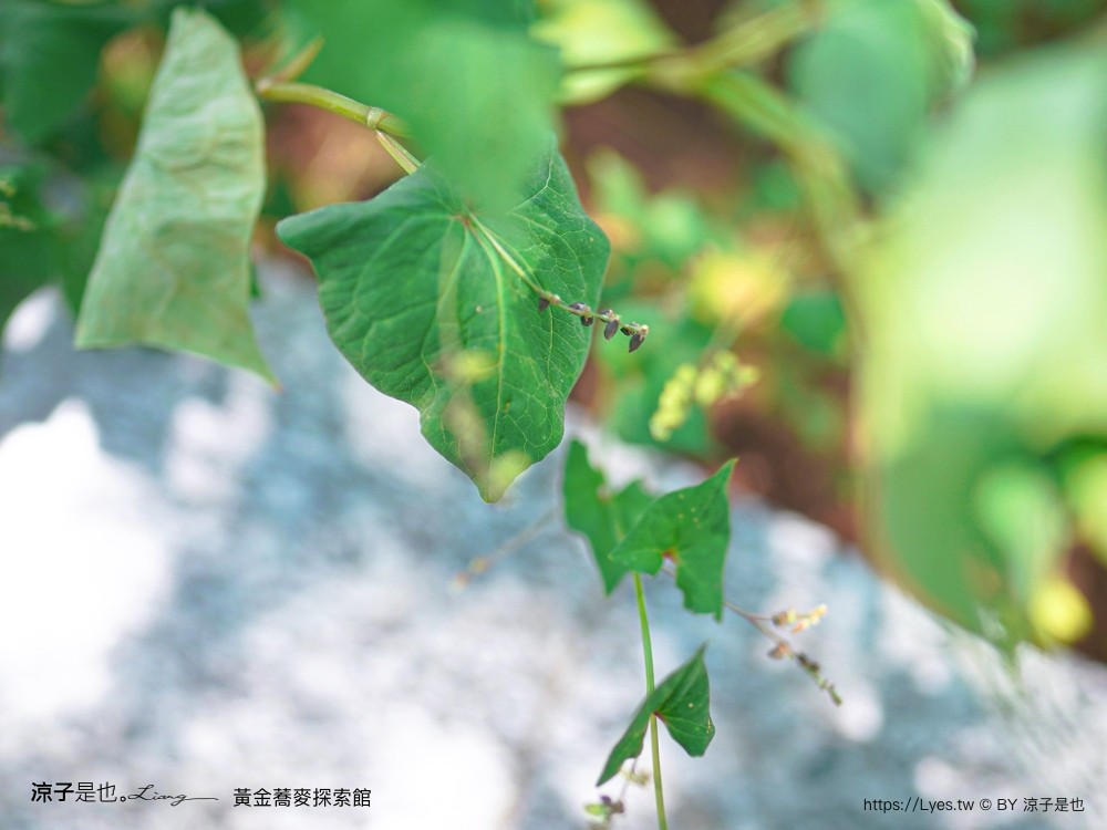 黃金蕎麥探索館 台南景點 台南伴手禮 親子景點 健康零食 蕎麥食品 台南觀光工廠 全台唯一