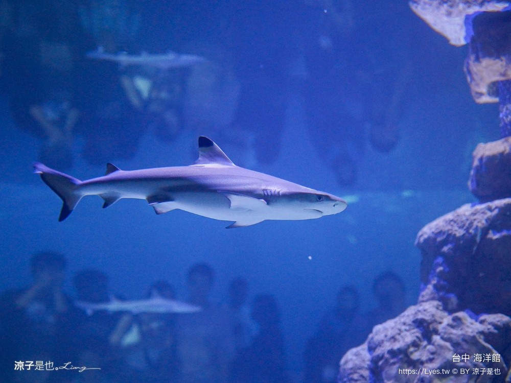 台中海洋館 門票優惠 交通 八大展區 免費票 台中親子景點 台中景點推薦 懶人包 攻略 必看特色