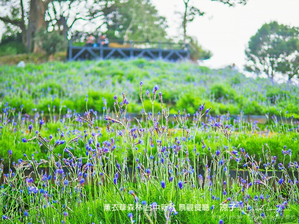 薰衣草森林 台中新社 景觀餐廳