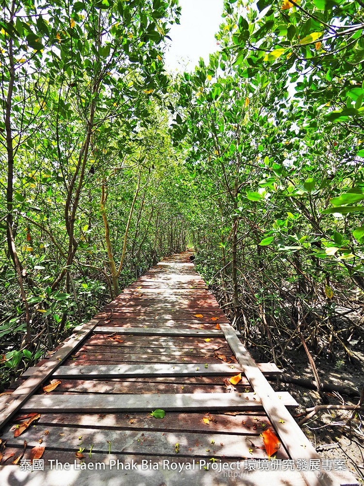 泰國 The Laem Phak Bia Royal Project 環境研究發展專案