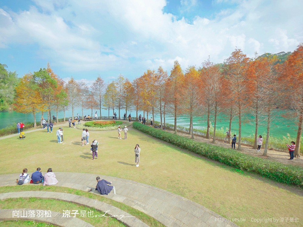 向山落羽松 日月潭自行車道 湖畔 落羽松步道 日月潭景點推薦 IG打卡 南投親子